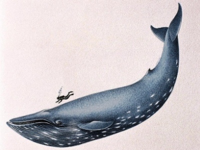 buzo nadando con una ballena azul