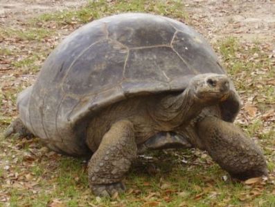 la tortuga uno de los animales mas longevos