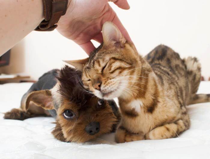 Efectos de una caricia en la cabeza a gatos y perros