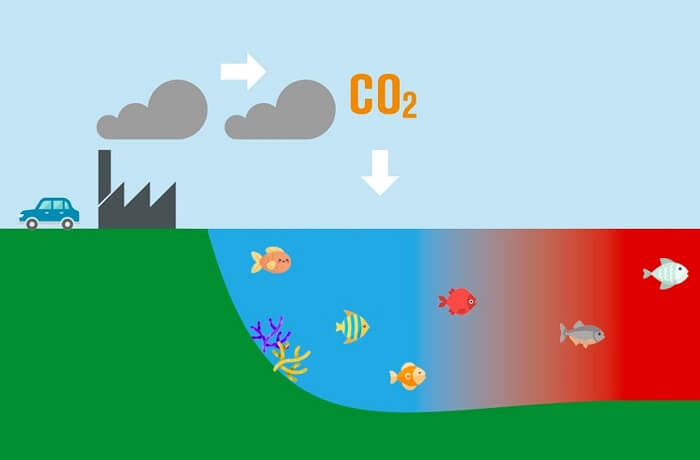 ¿Qué es la acidificación de los océanos?